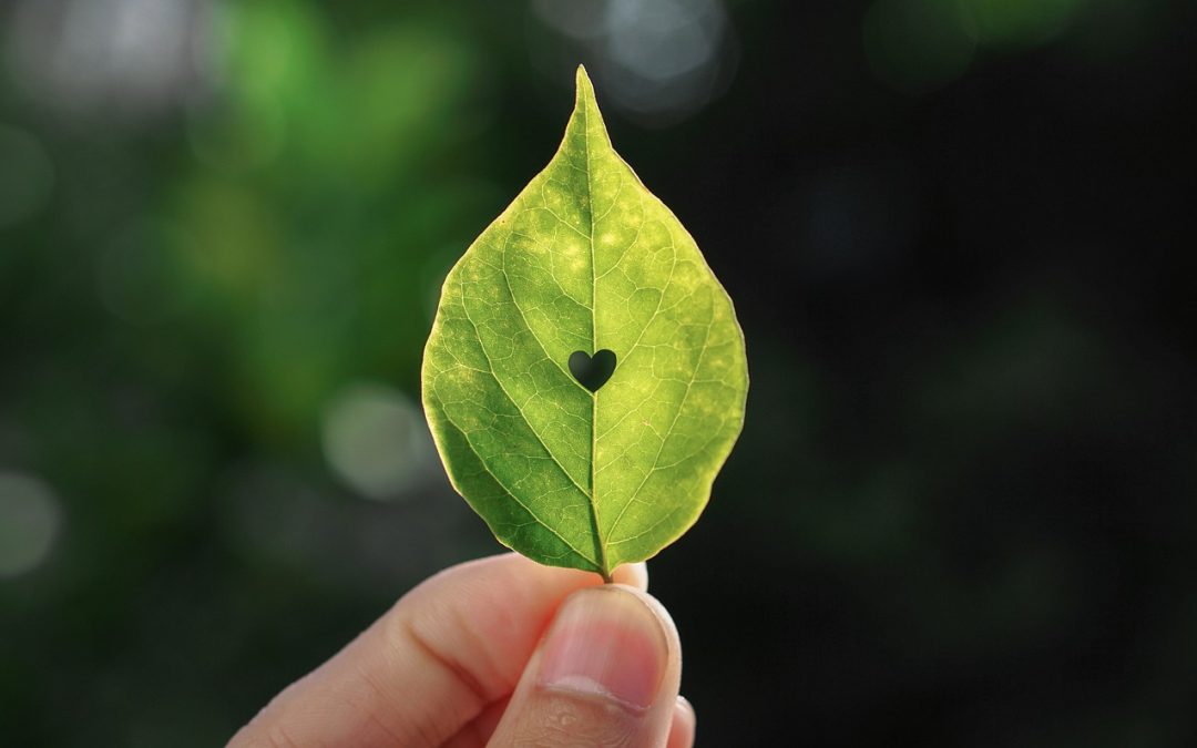 Zaļa lapa cilvēka pirkstos. Tās vidū ir izgriezta maza sirds formas kontūra.